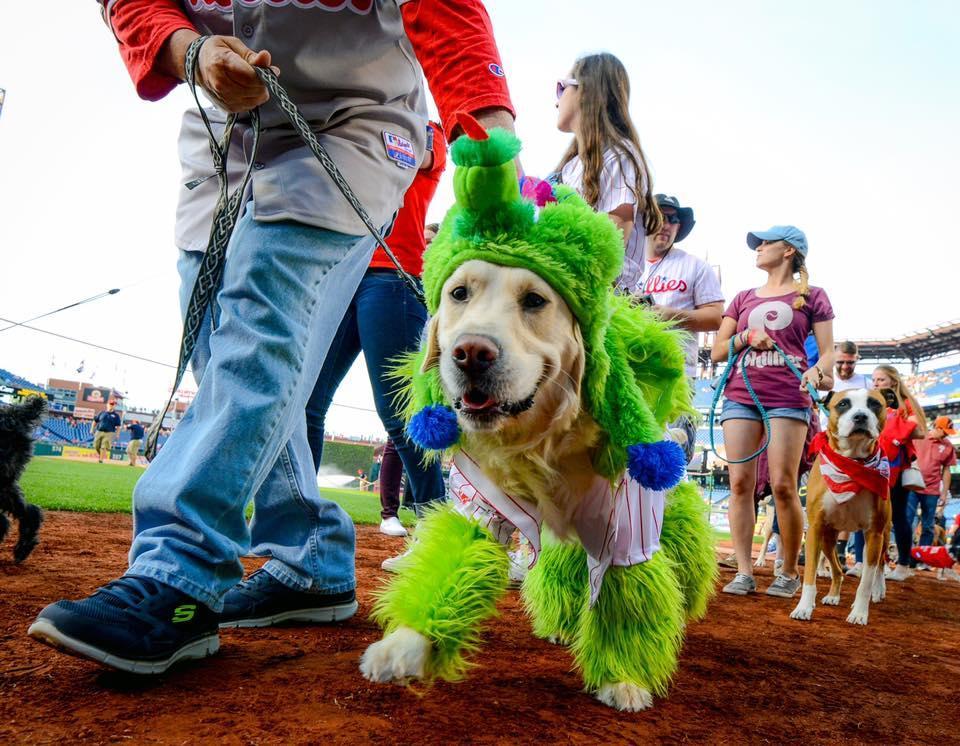 Bark at the Park @phillies Only 2 months until the first one at my favorite  ballpark! #dognight #philadelphia #phillies #b…