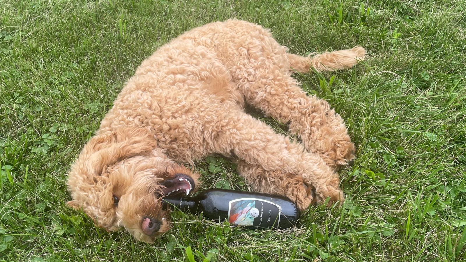 Pet Friendly Wine on the Hill
