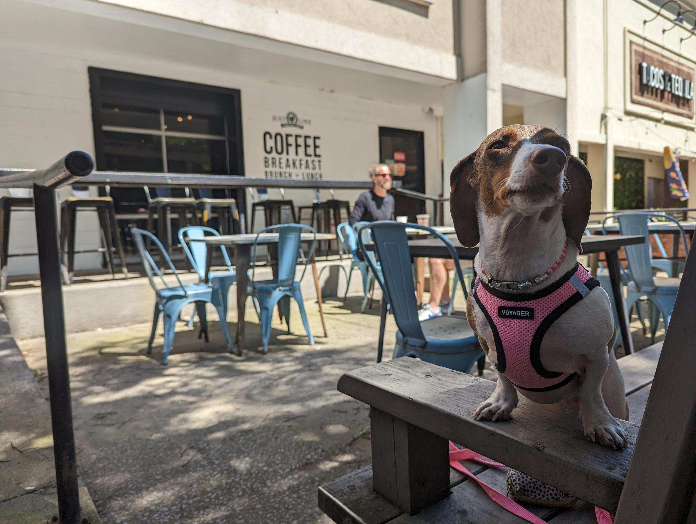 Pet Friendly Just Love Coffee Cafe - Music Row