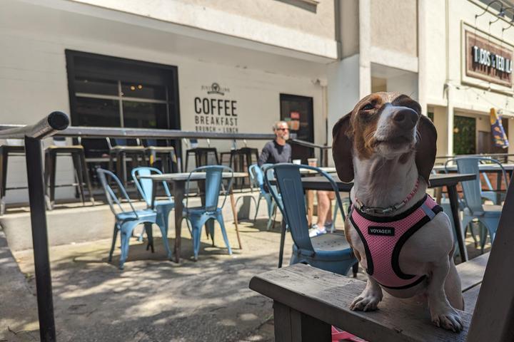 Pet Friendly Just Love Coffee Cafe - Music Row