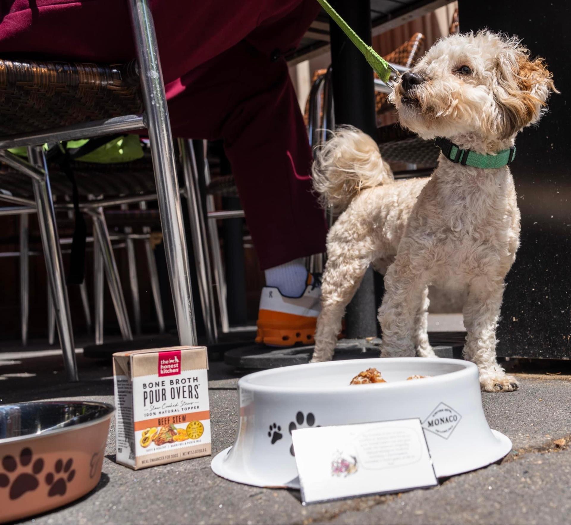 Pet Friendly Yappy Hour at Red Owl Tavern