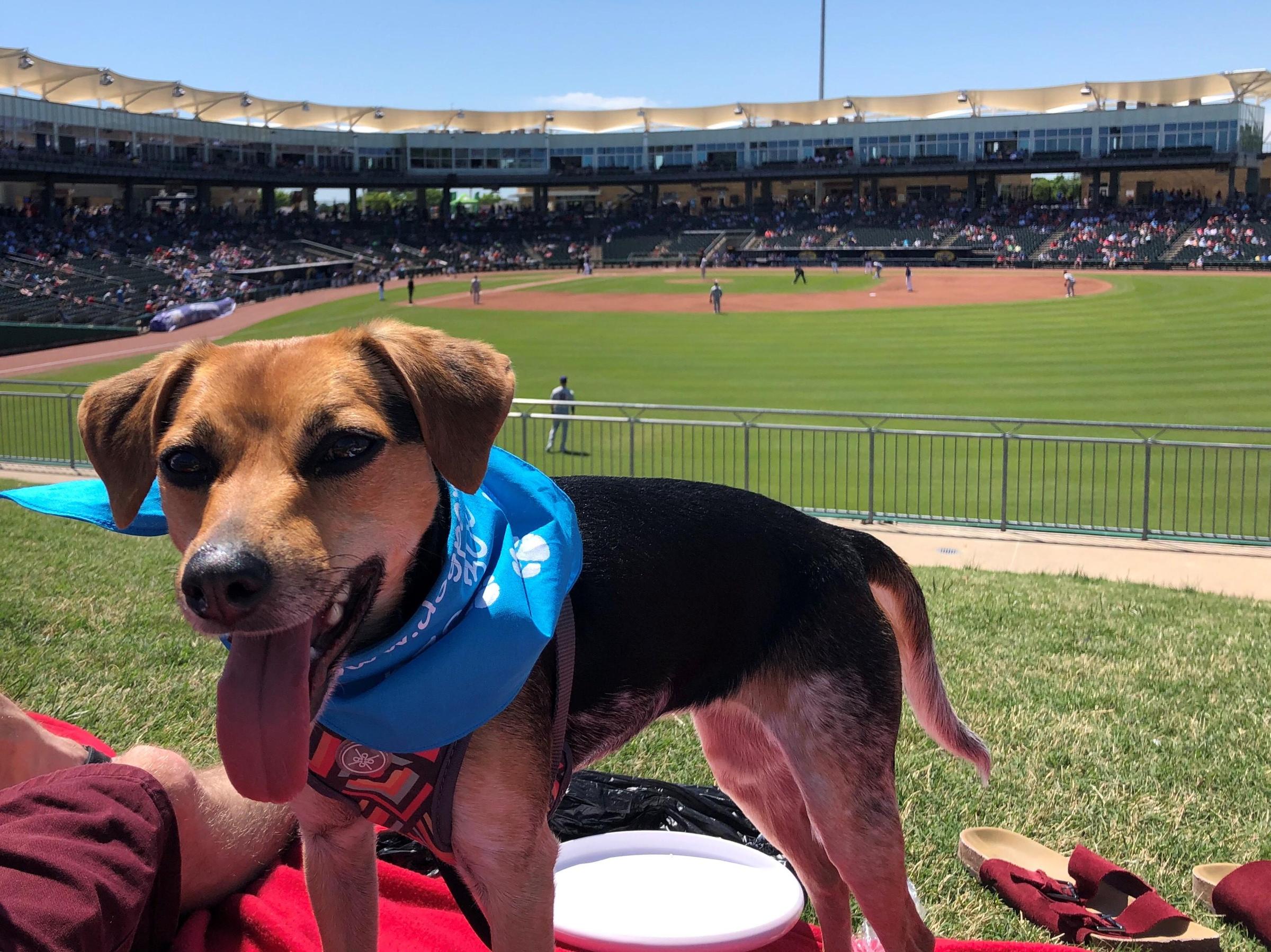 Pet Friendly Bark in the Ballpark
