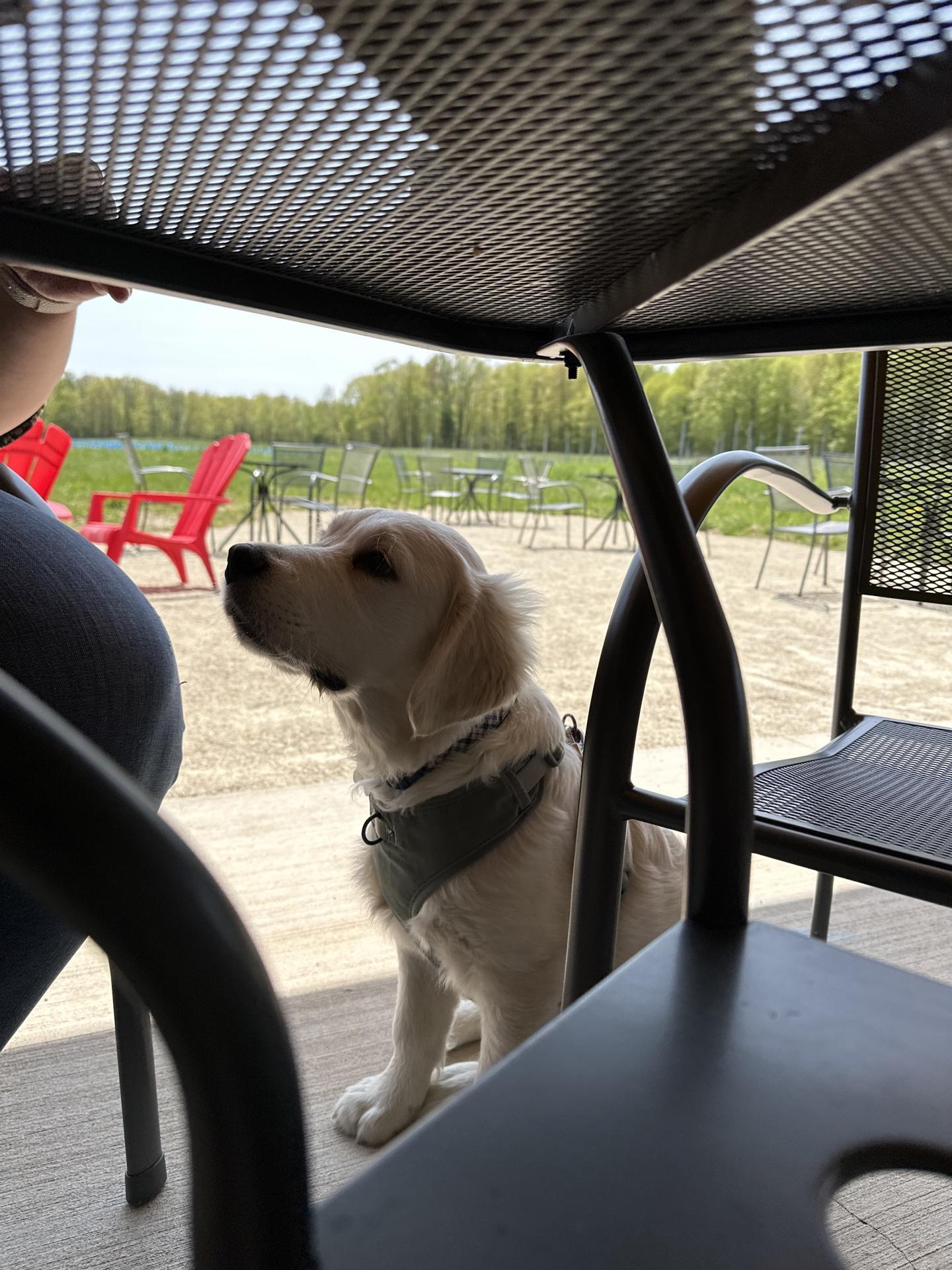 Pet Friendly Anchored Roots Vineyard & Winery