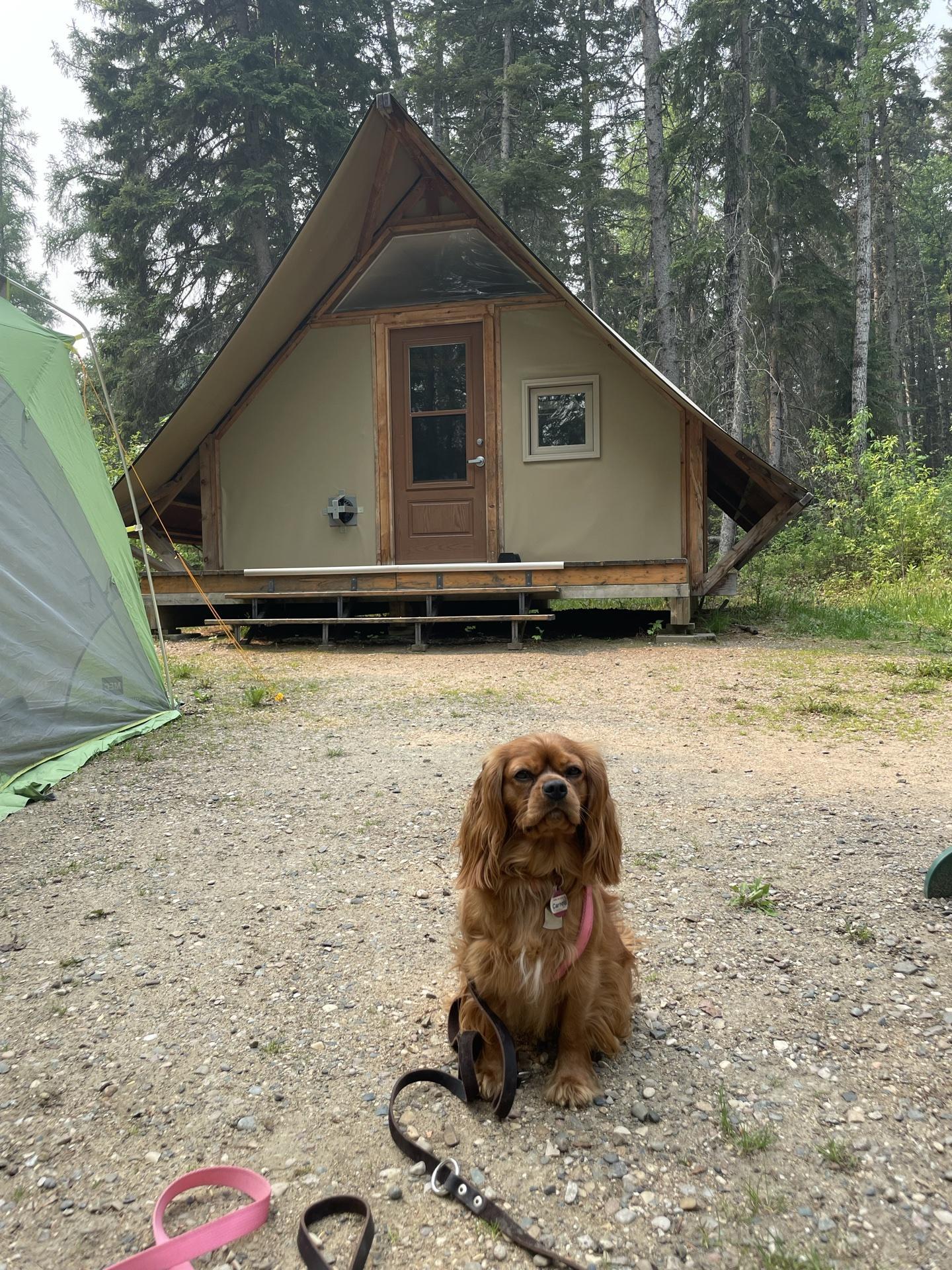Pet Friendly Prince Albert National Park Campground