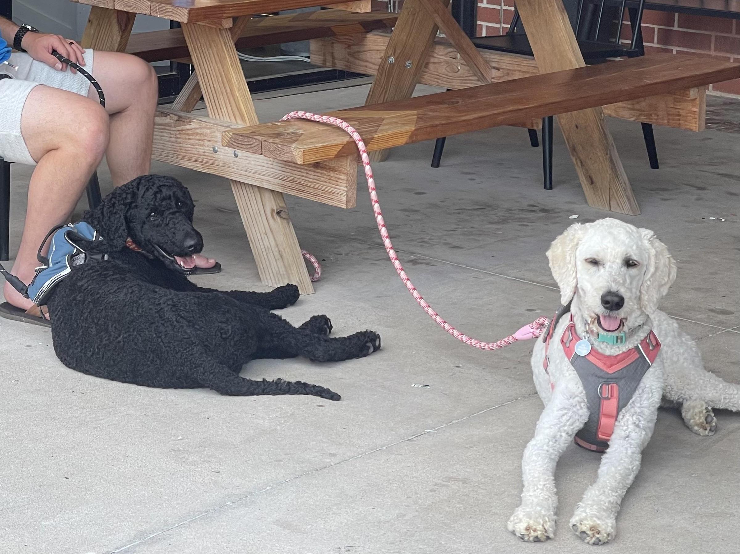 Pet Friendly Vacca Coffeehouse