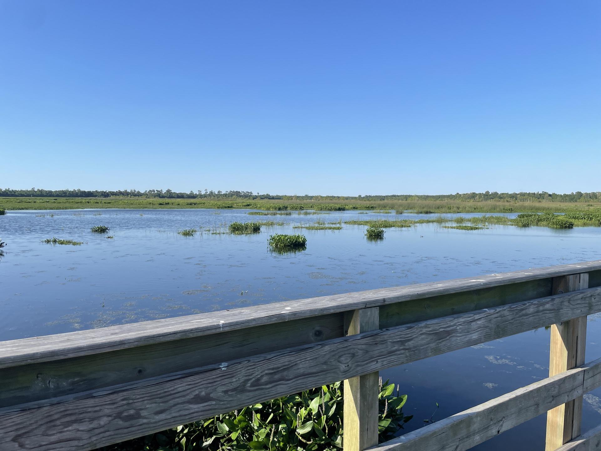 Pet Friendly Cattail Marsh Scenic Wetlands & Boardwalk