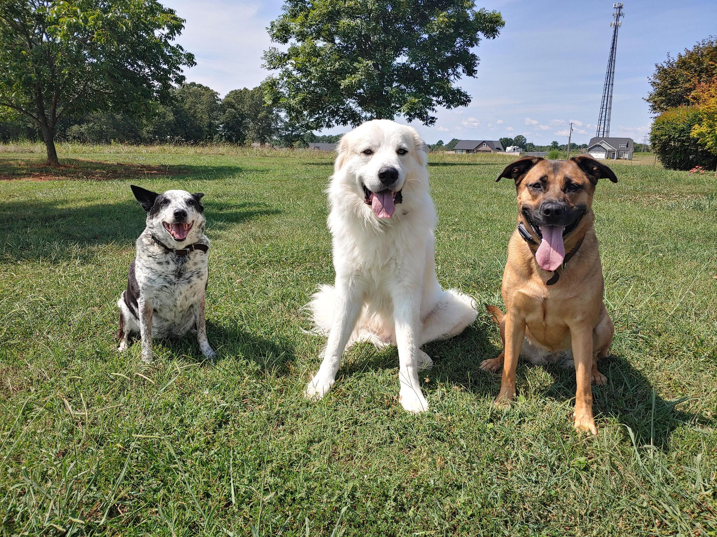 Pet Friendly Be Heeled Dog Training, LLC