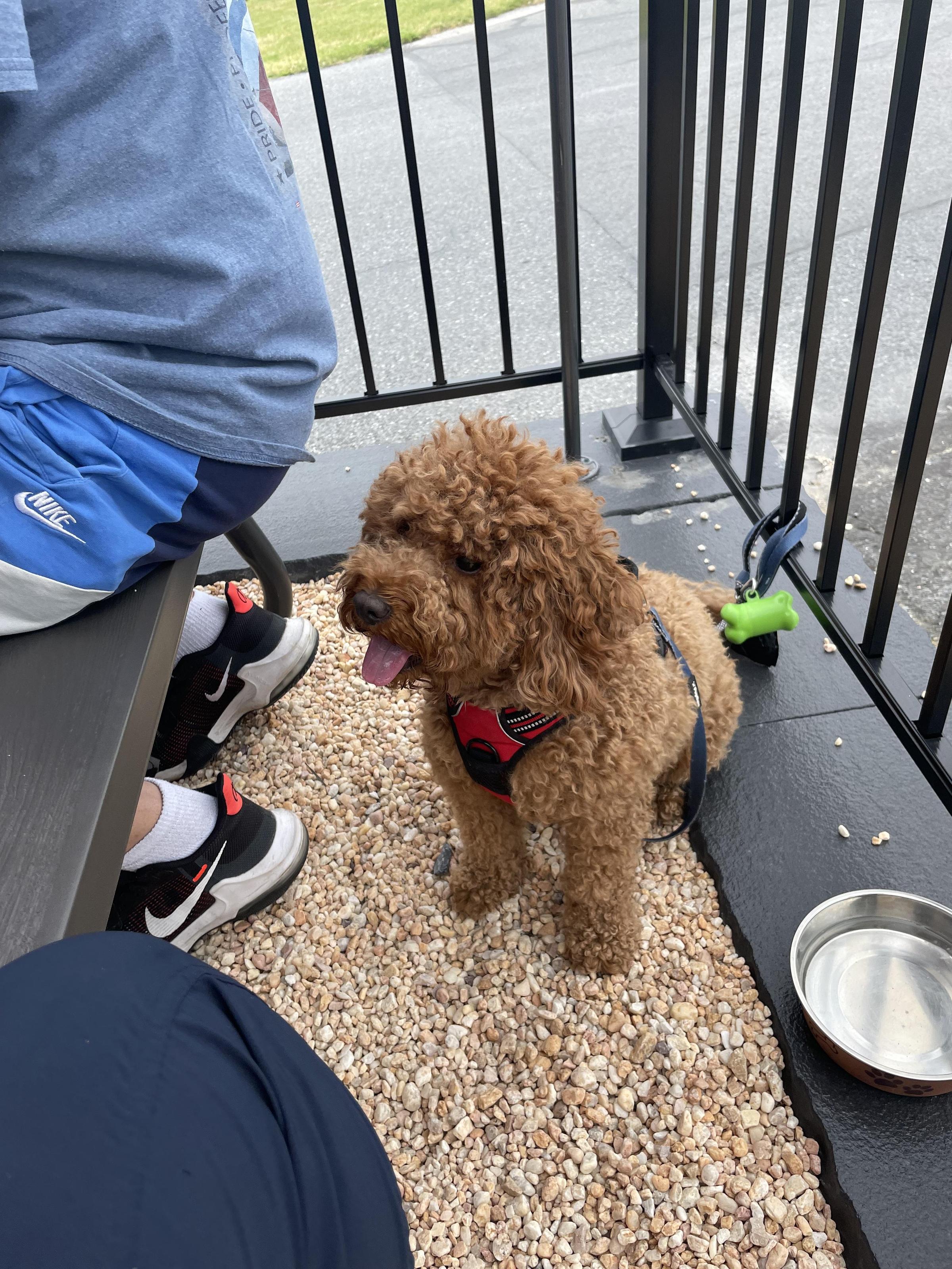 Pet Friendly Copperz Brewing Co