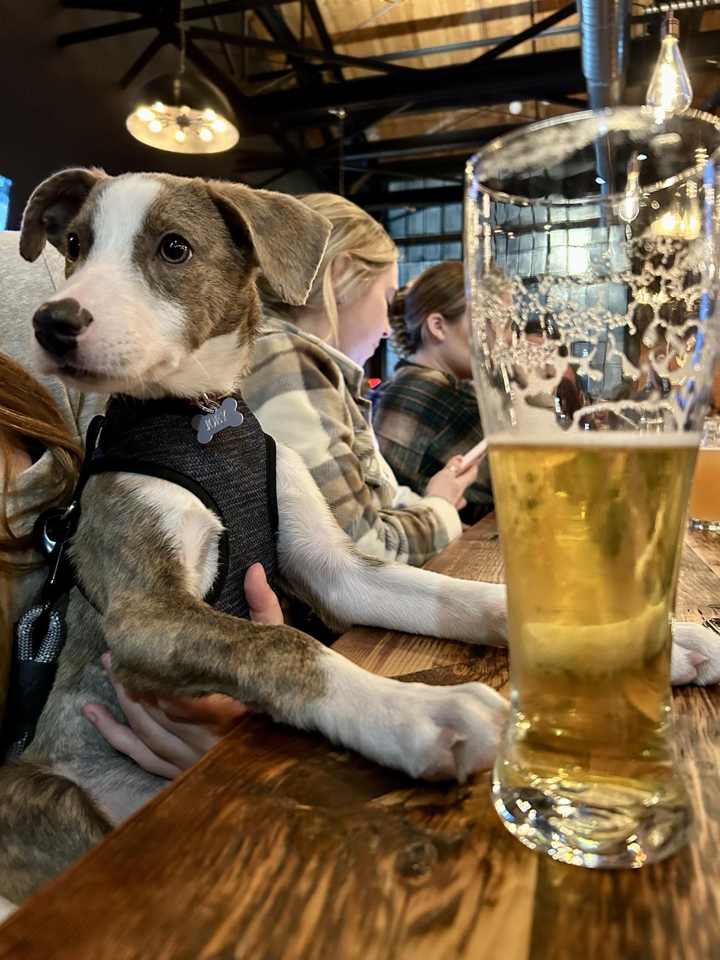 Pet Friendly Spacecat Brewing Company