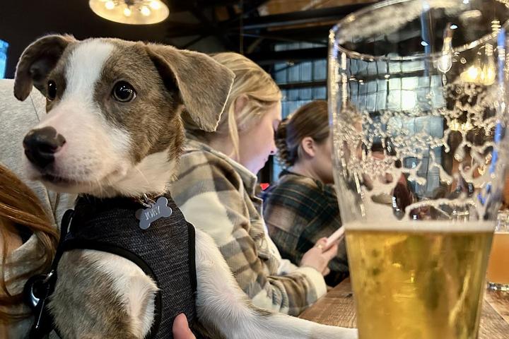Pet Friendly Spacecat Brewing Company
