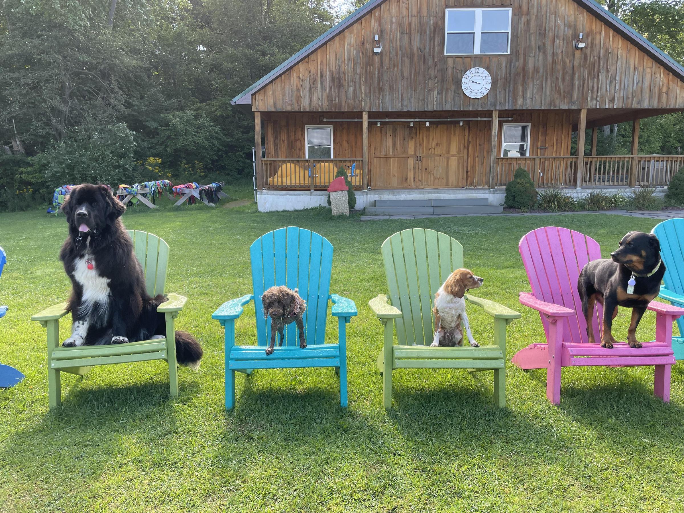 BringFido to Camp Unleashed Poconos