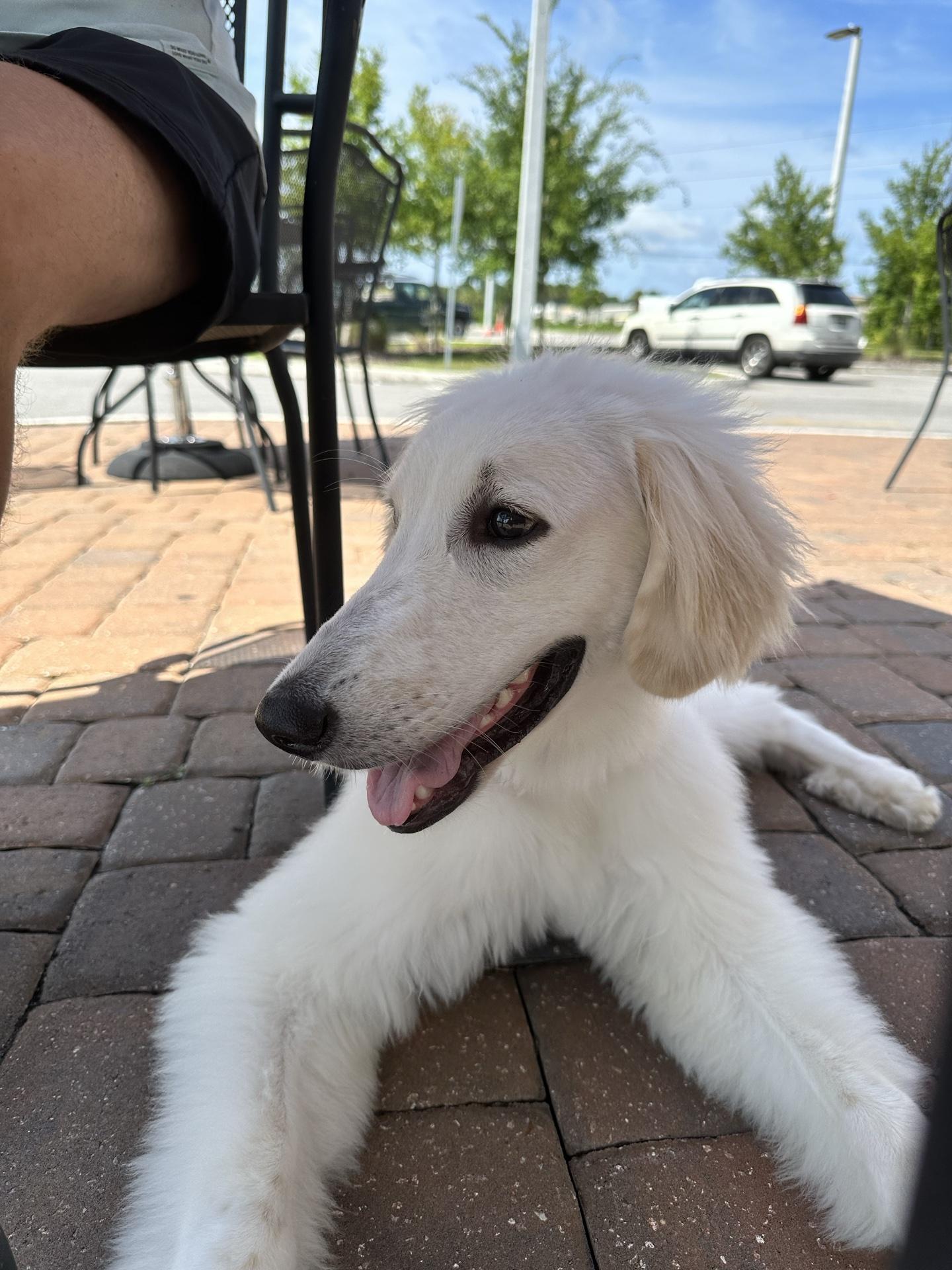 Pet Friendly Firehouse Subs