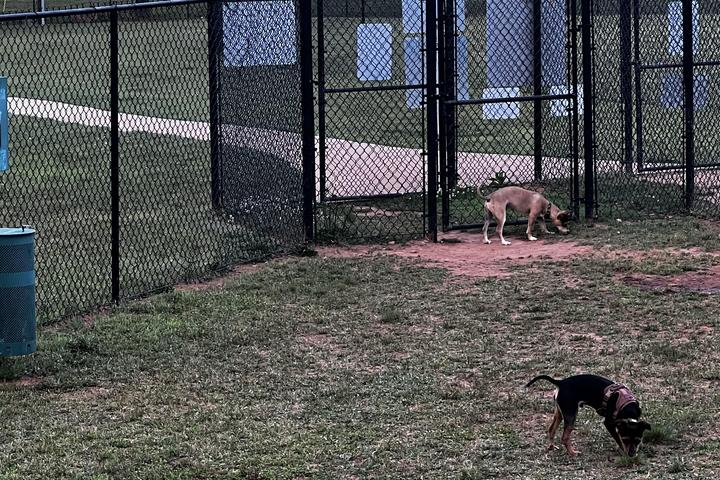Pet Friendly Dog Park at Richardson Park