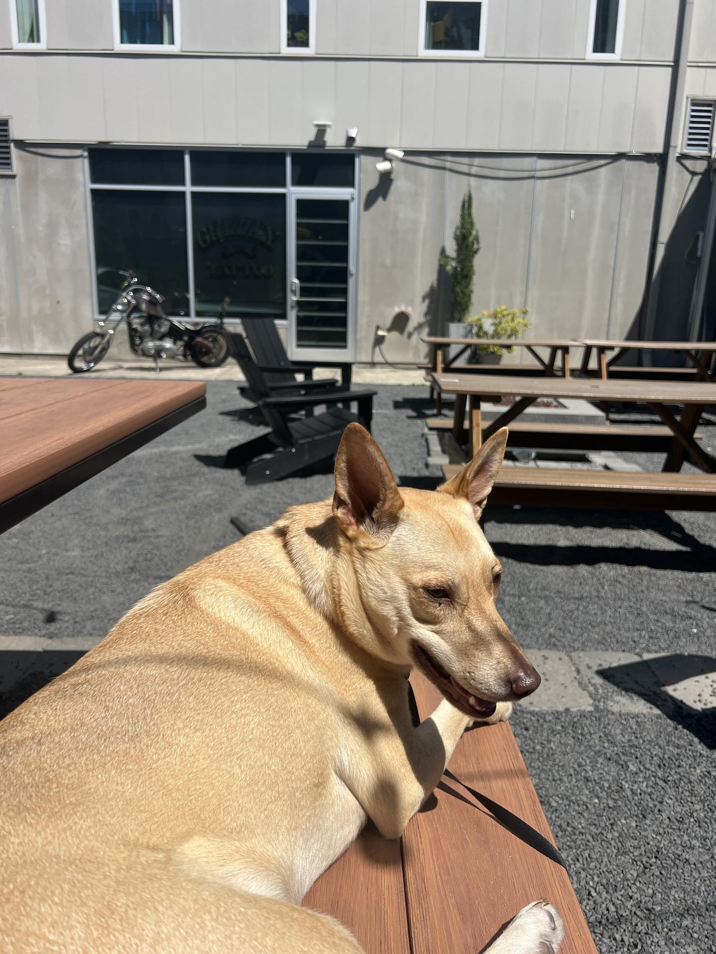 Pet Friendly Migration Brewing on Williams