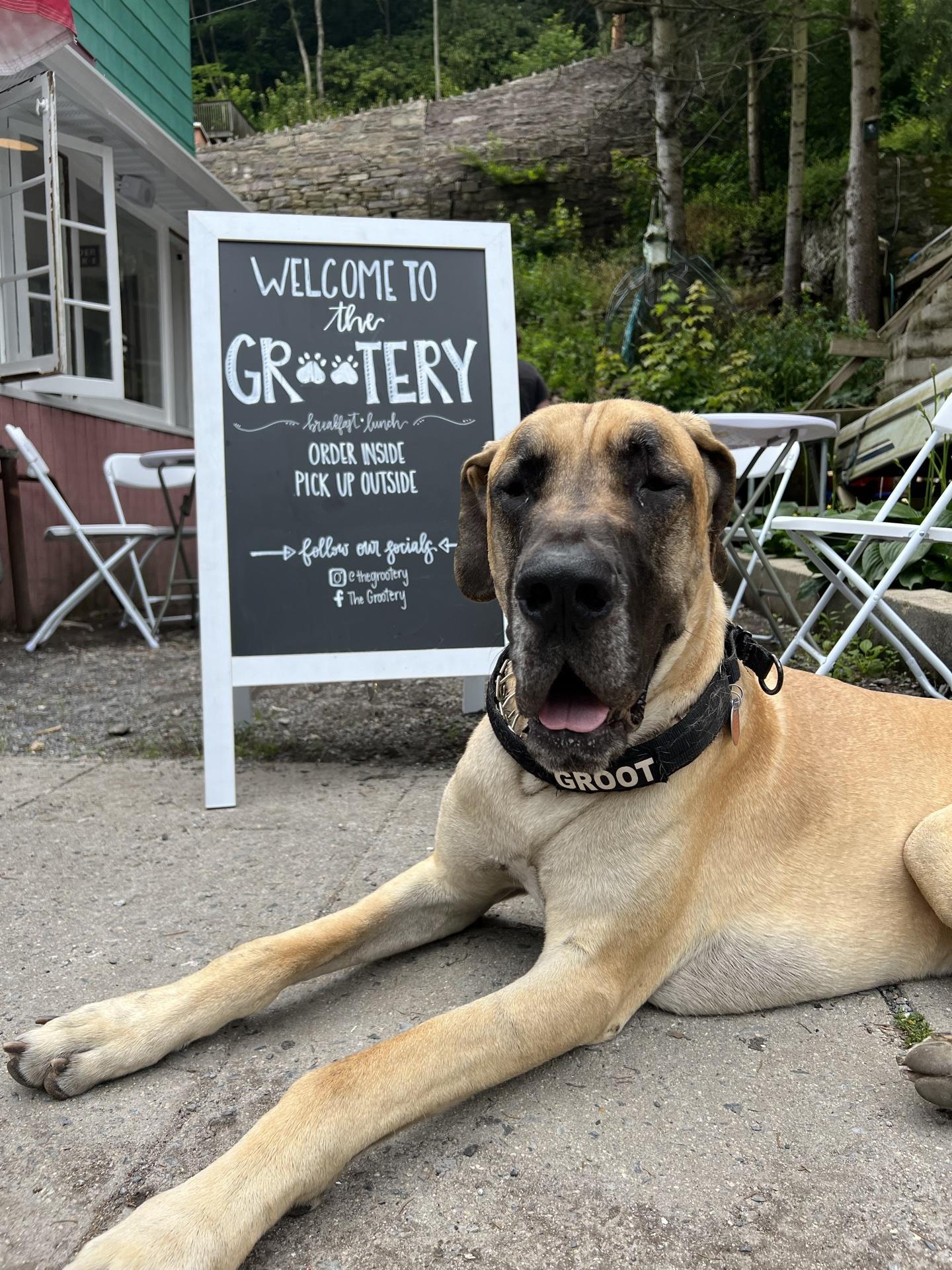 Pet Friendly The Grootery