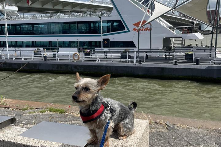 Pet Friendly Royal Spido Rotterdam Harbor Tours
