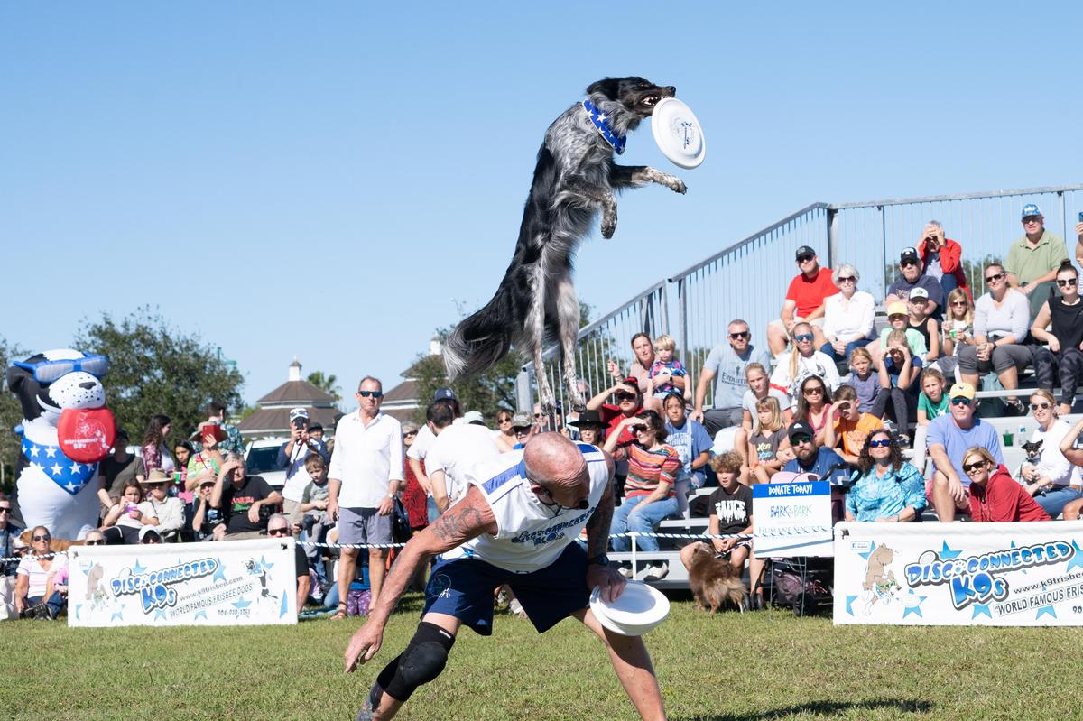 World famous frisbee dogs on sale