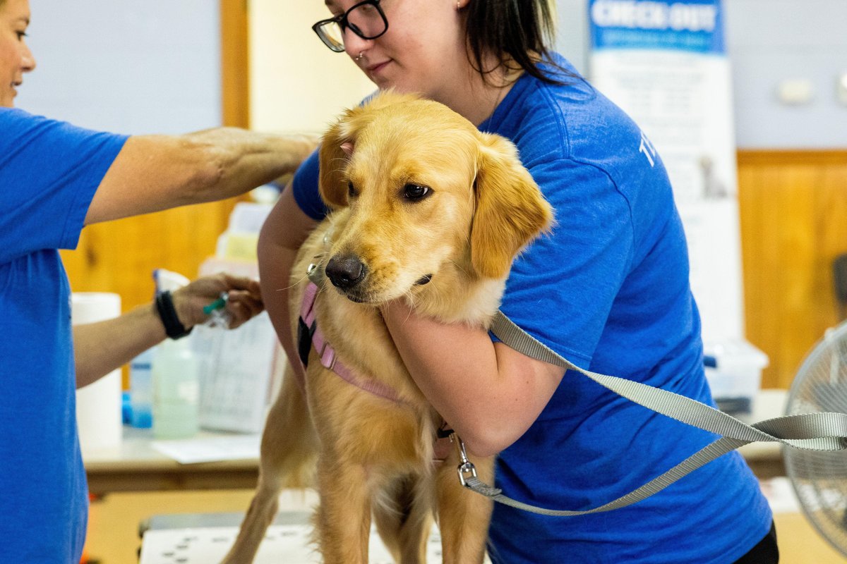 Carolina Value Pet Care in Concord, NC offers services for Fido.