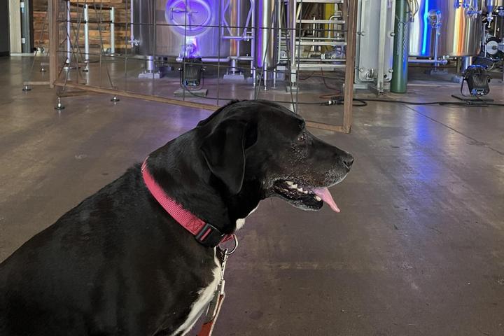 Pet Friendly Old Stump Brewing Co.