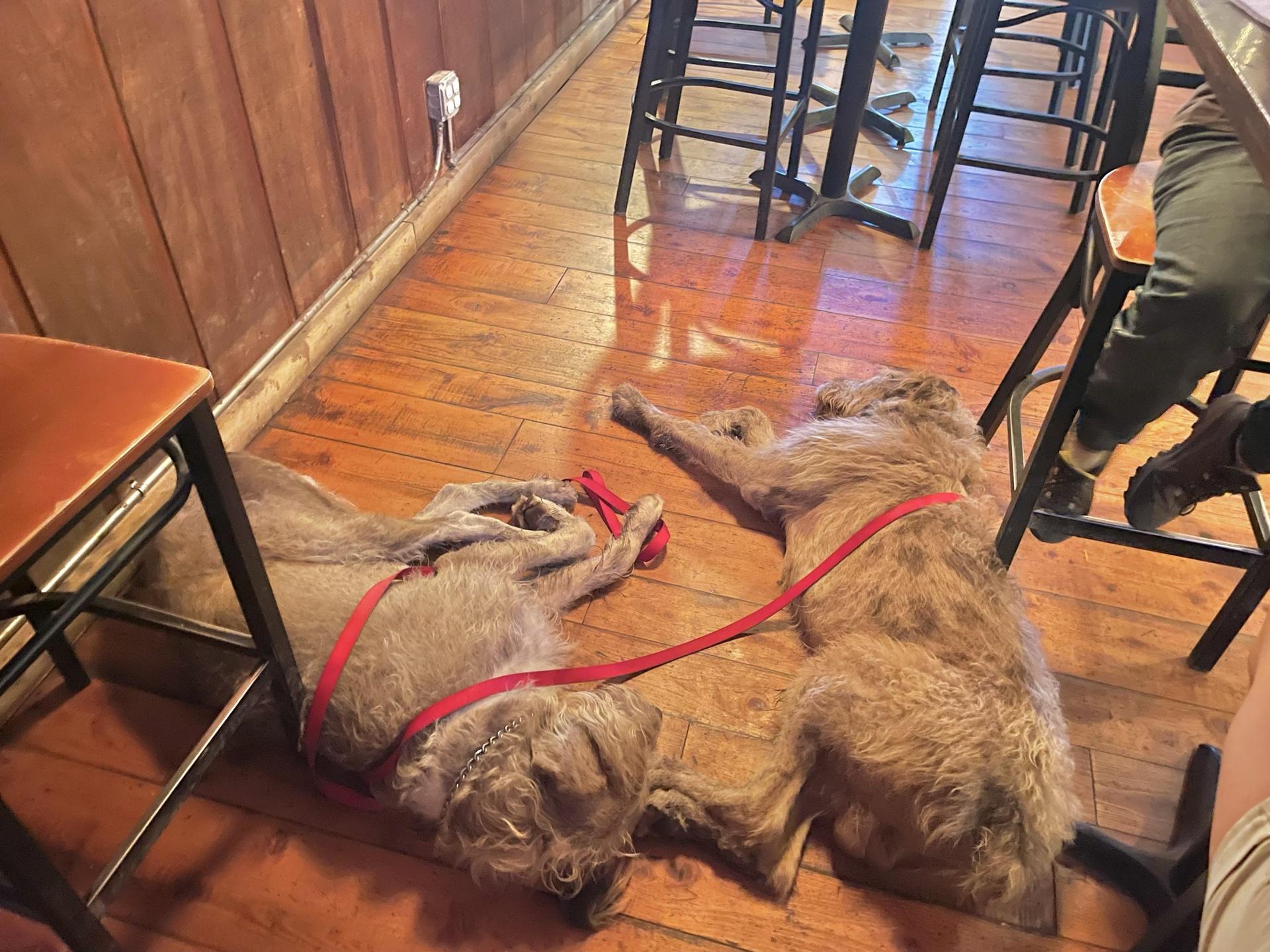 Pet Friendly Zebs Restaurant & Bar