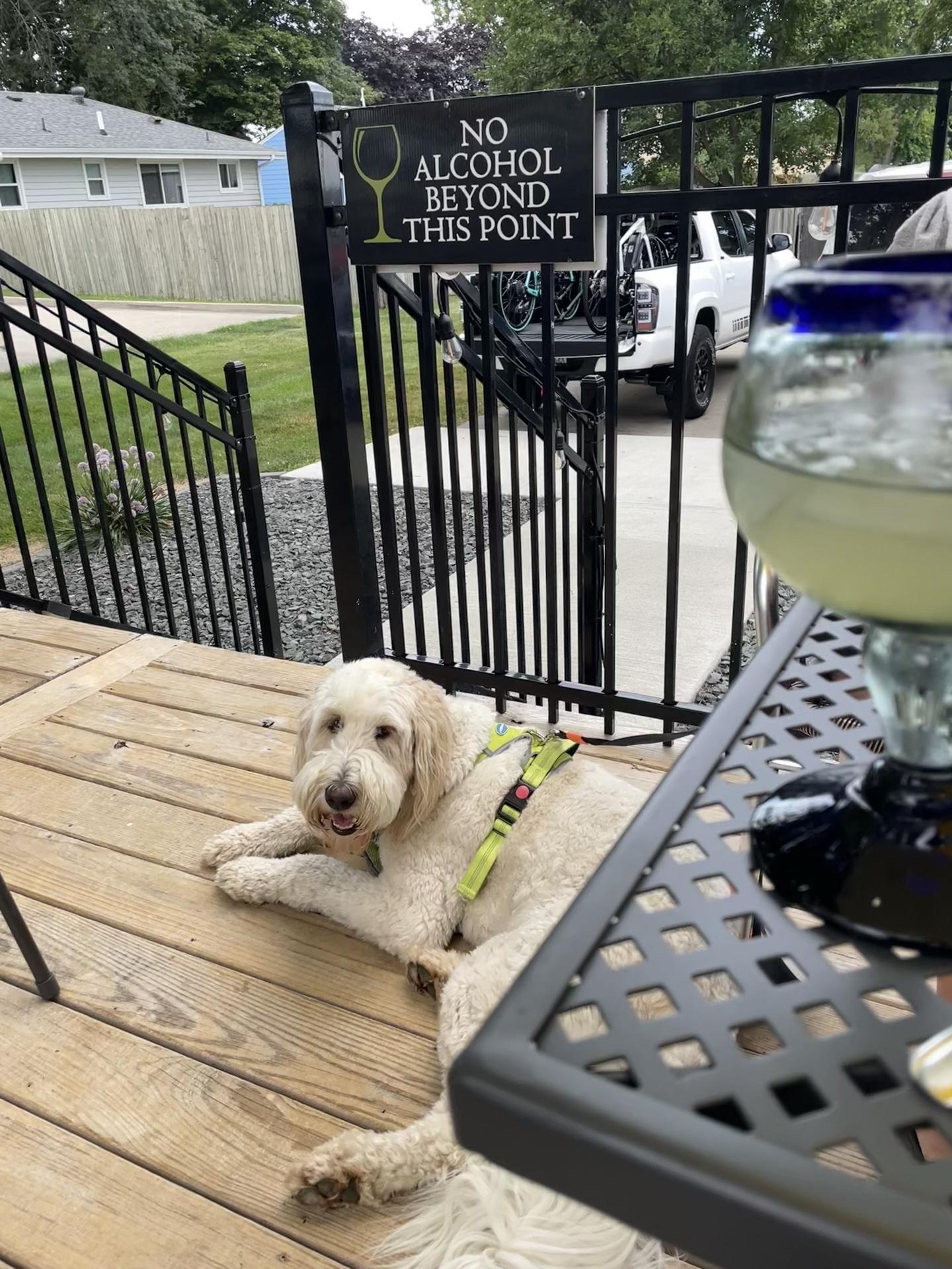 Pet Friendly Sol-Agave