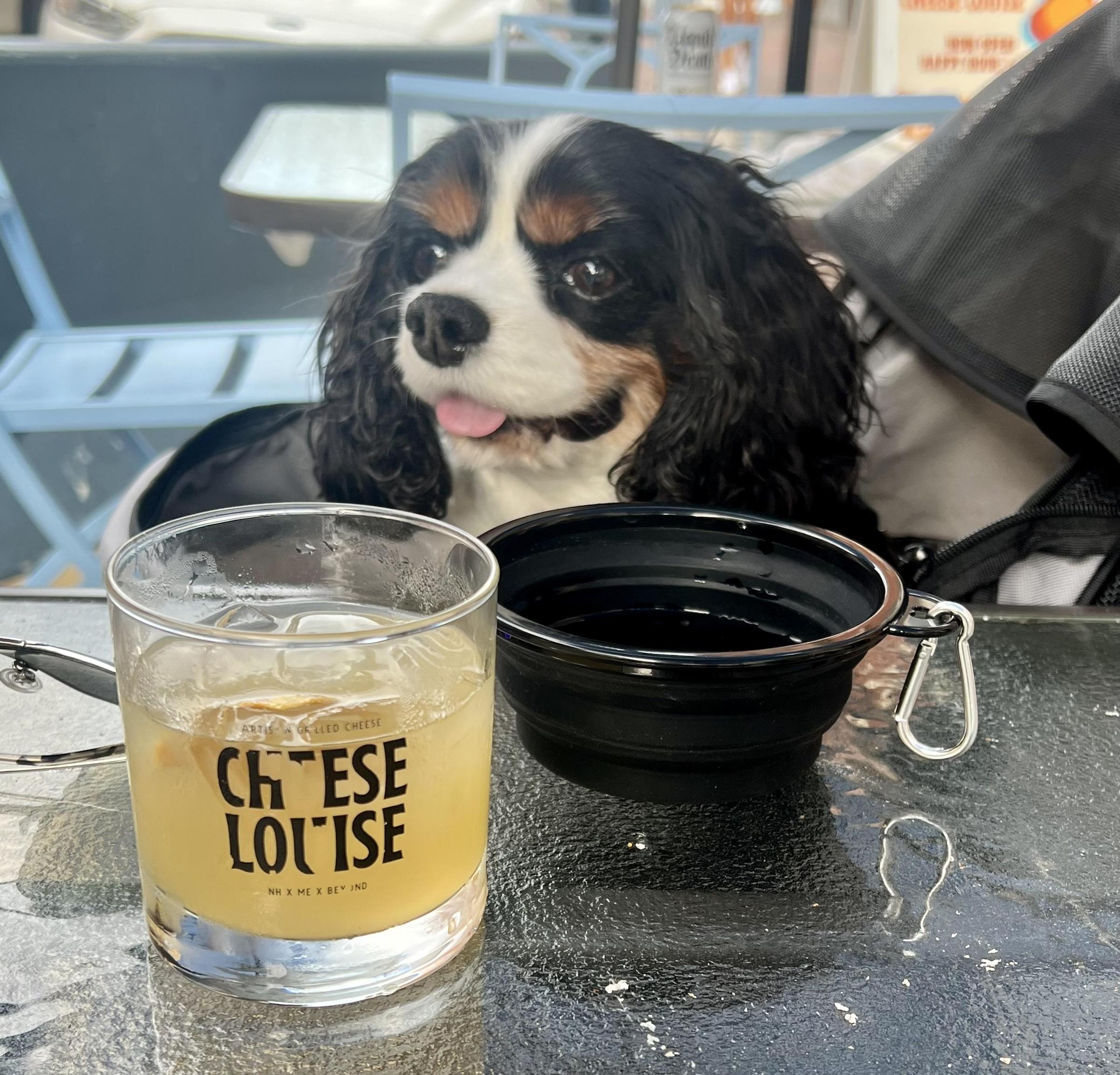Pet Friendly Cheese Louise