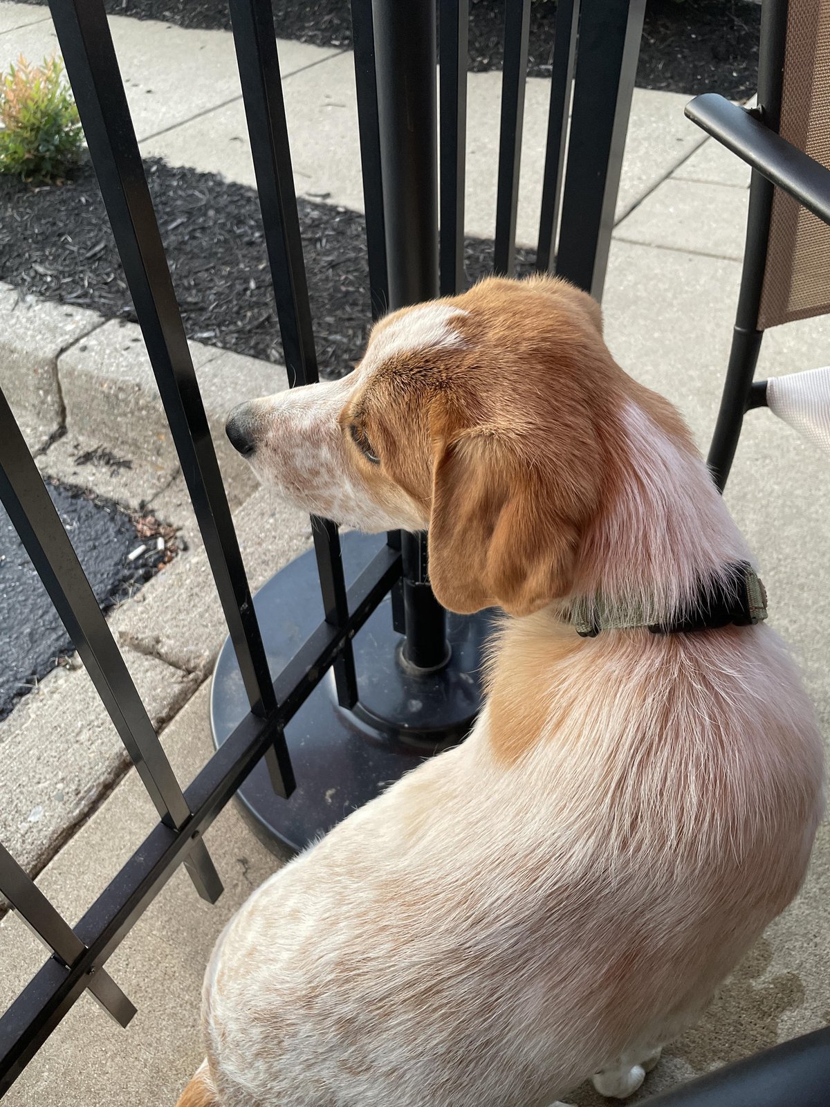 Fido sitting on the dog-friendly patio at Gander, an American Grill in Louisville, KY.