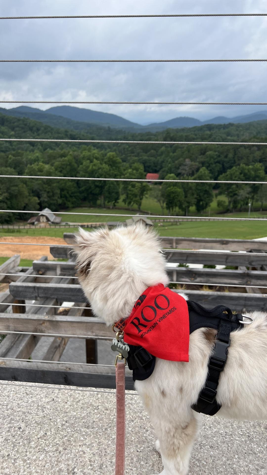 Dog Friendly Activities in Ellijay GA BringFido