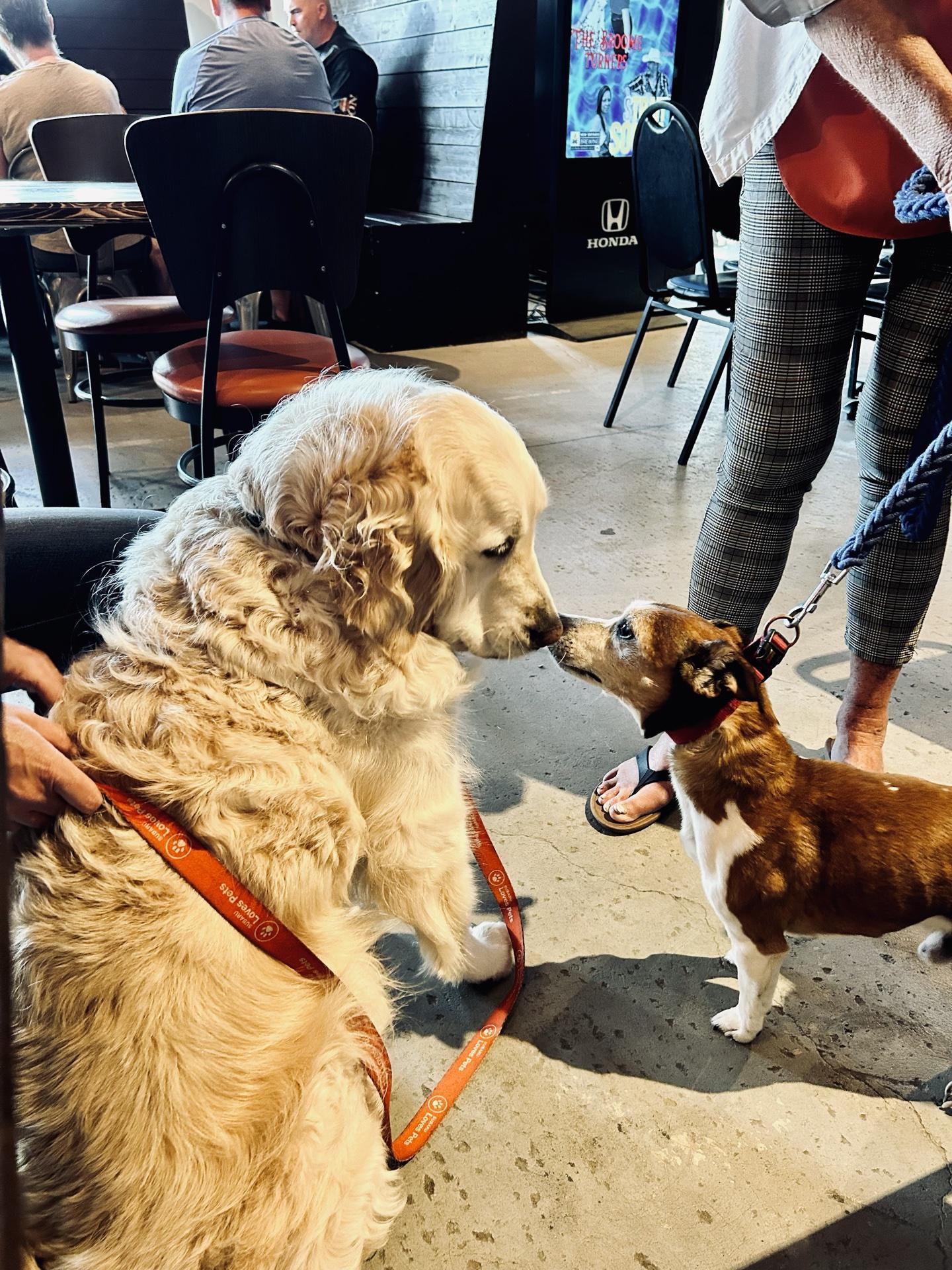 Pet Friendly New Ontario Brewing Co.