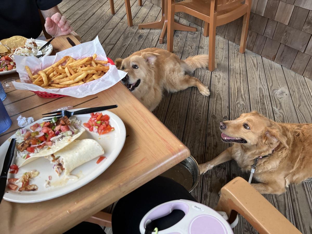 Dog Friendly Restaurants in Waves NC BringFido