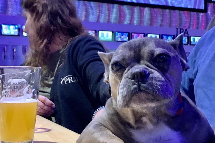 Pet Friendly Hops & Berry Taproom