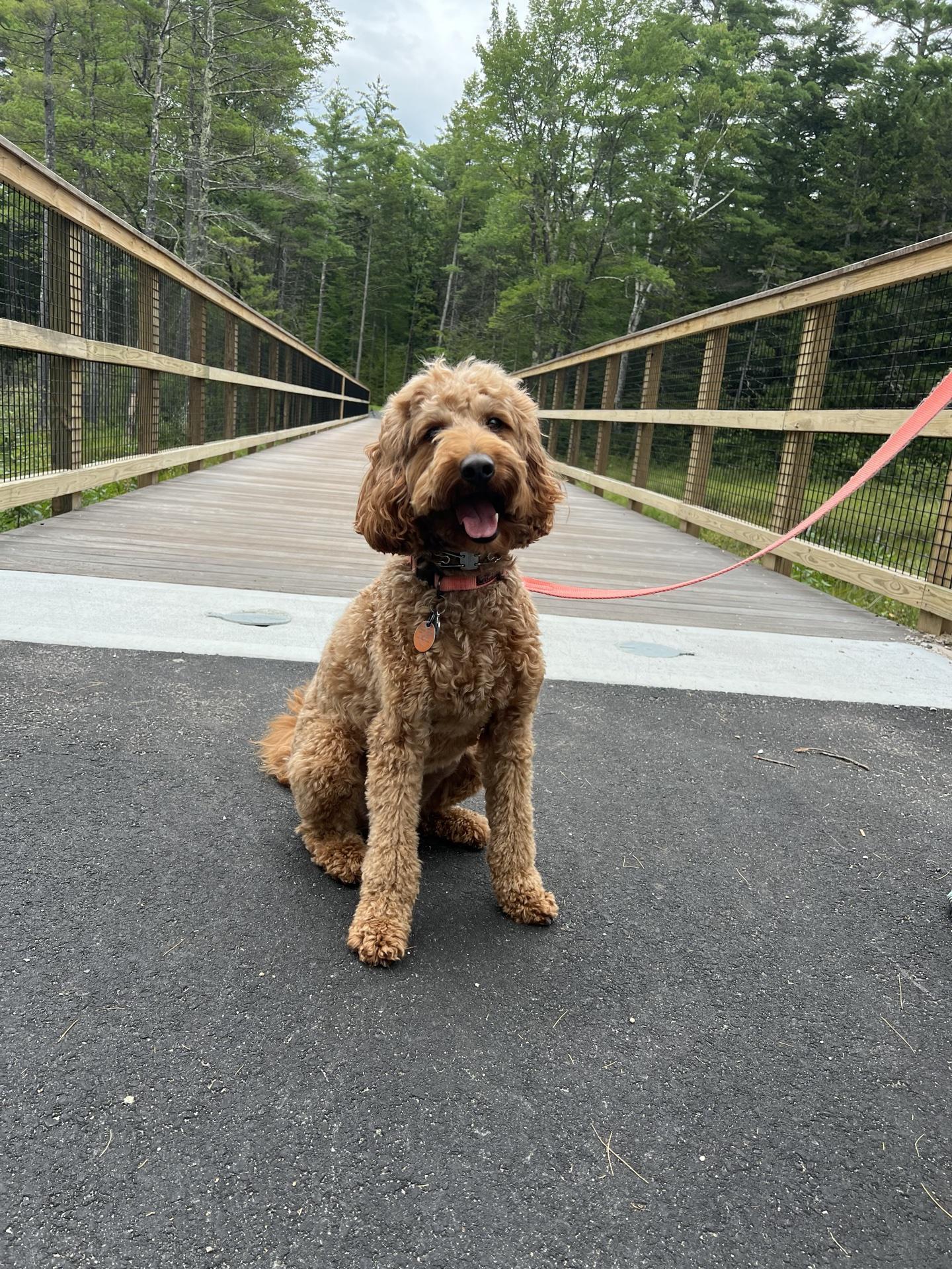 Pet Friendly North Conway section of the MWV Rec Path