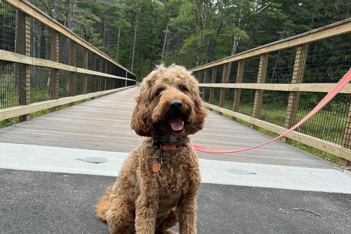 Pet Friendly North Conway section of the MWV Rec Path