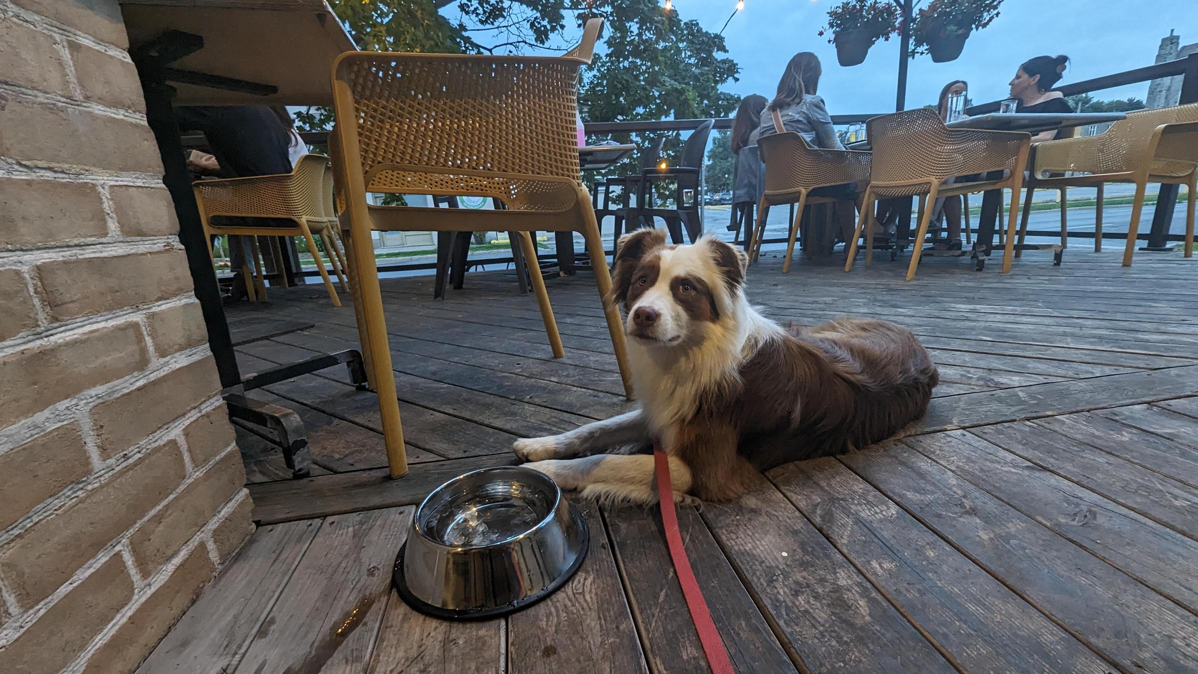 Pet Friendly The Publican House Brewery