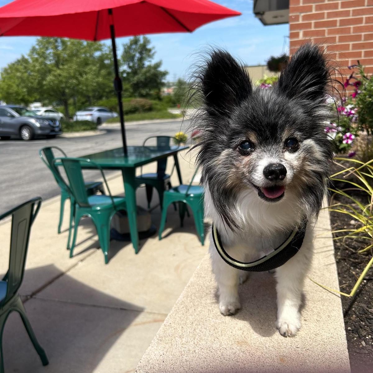 Summer Moon Coffee Pet Policy