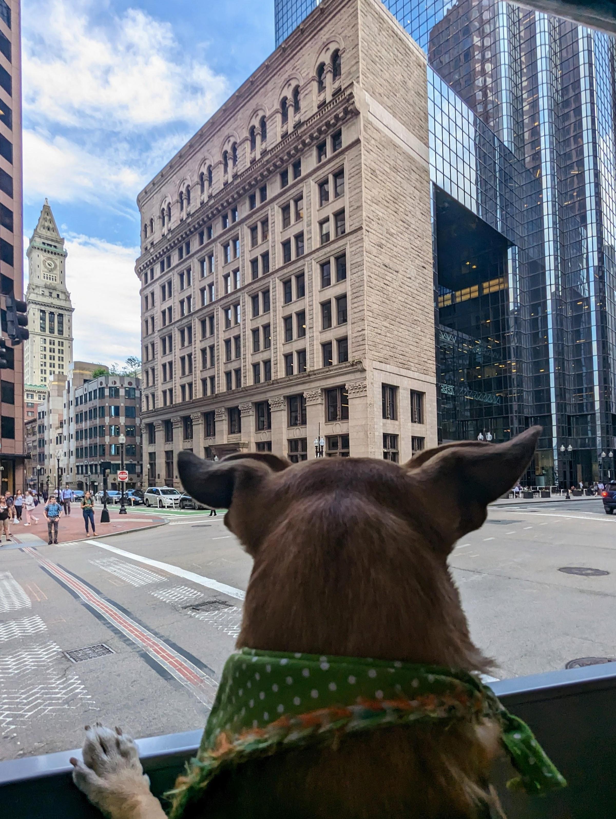 13 Pet-friendly Spots in Boston Perfect for Dogs