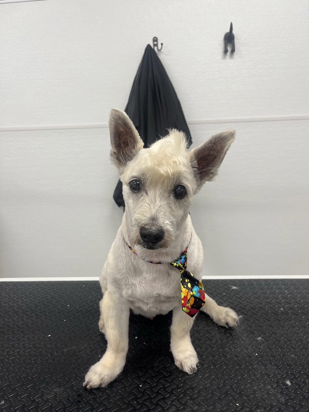 A pup after being groomed at EarthWise Pet Littleton, a grooming facility and store in Littleton.