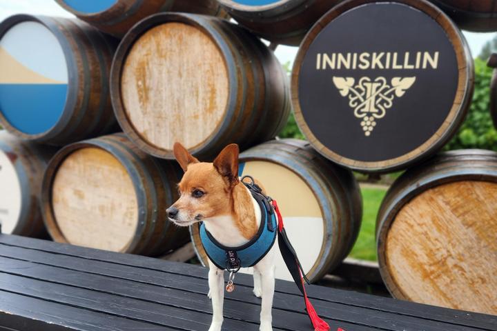 Pet Friendly Inniskillin Wines