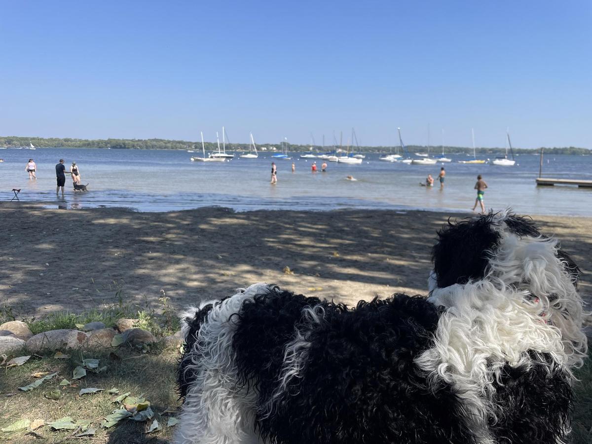 Explore Arden Hills Beach Park: A Hidden Gem for Nature Lovers