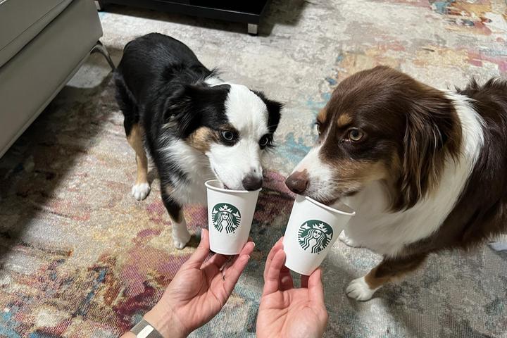 Pet Friendly Starbucks