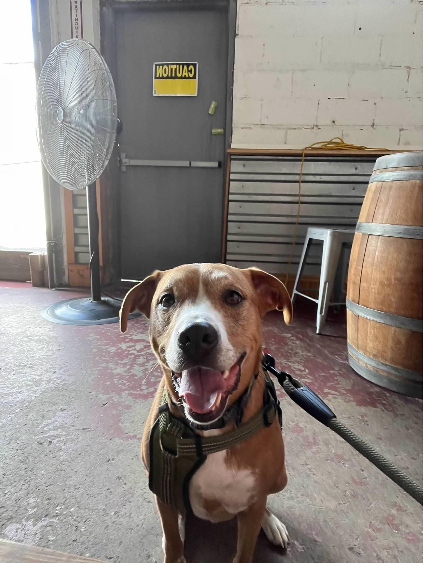 Pet Friendly Small Craft Brewing Company
