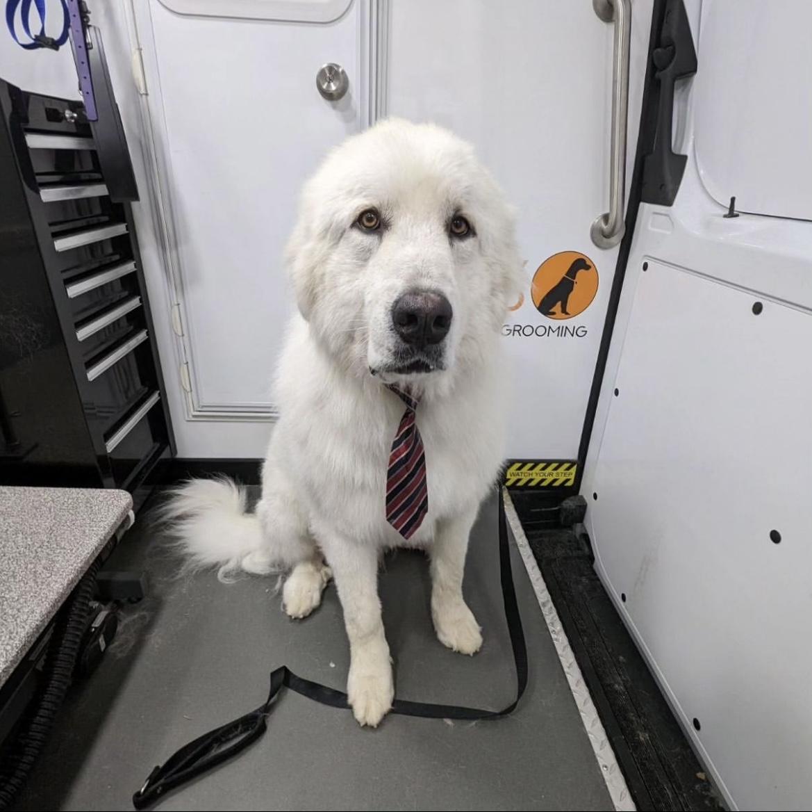 Pet Friendly Furry Land Mobile Grooming