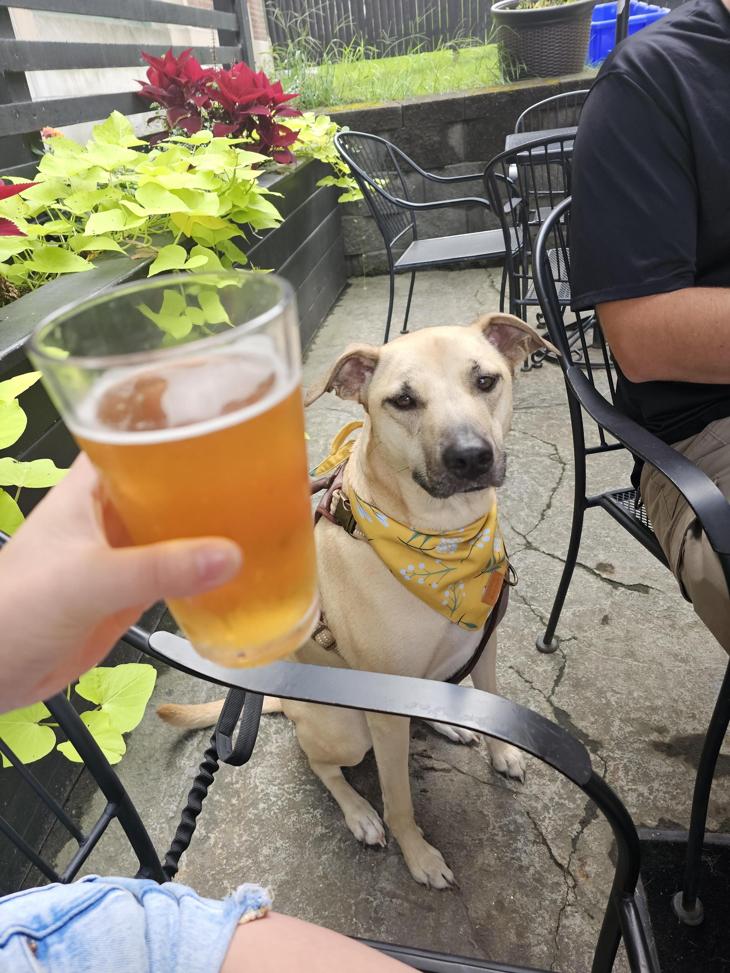 Pet Friendly Mainely Brews Restaurant & Brewhouse