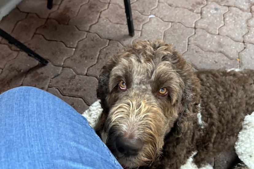 Jeannie's online doggy daycare