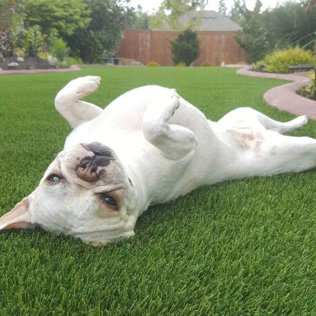 Synthetic Turf Northwest