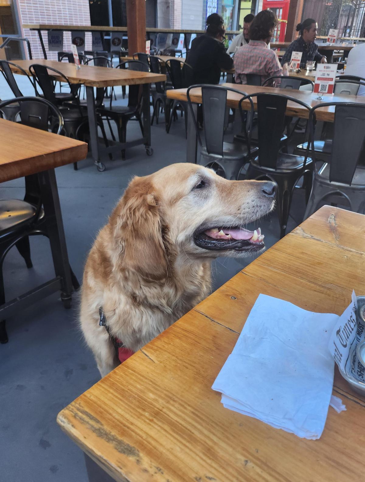 Dog Friendly Bars Pubs in San Jose CA BringFido