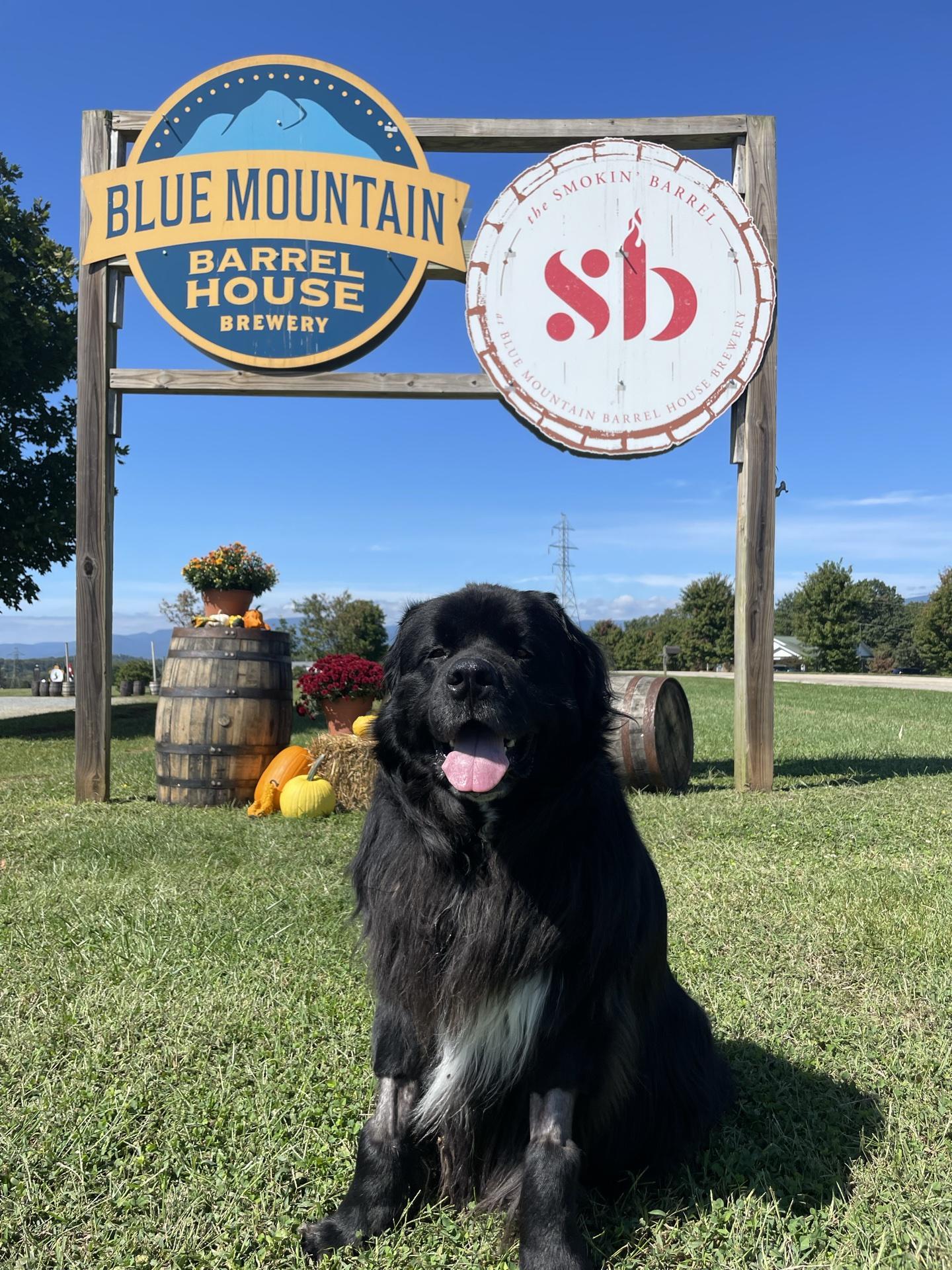 Pet Friendly Blue Mountain Barrel House & Smokin' Barrel Restaurant