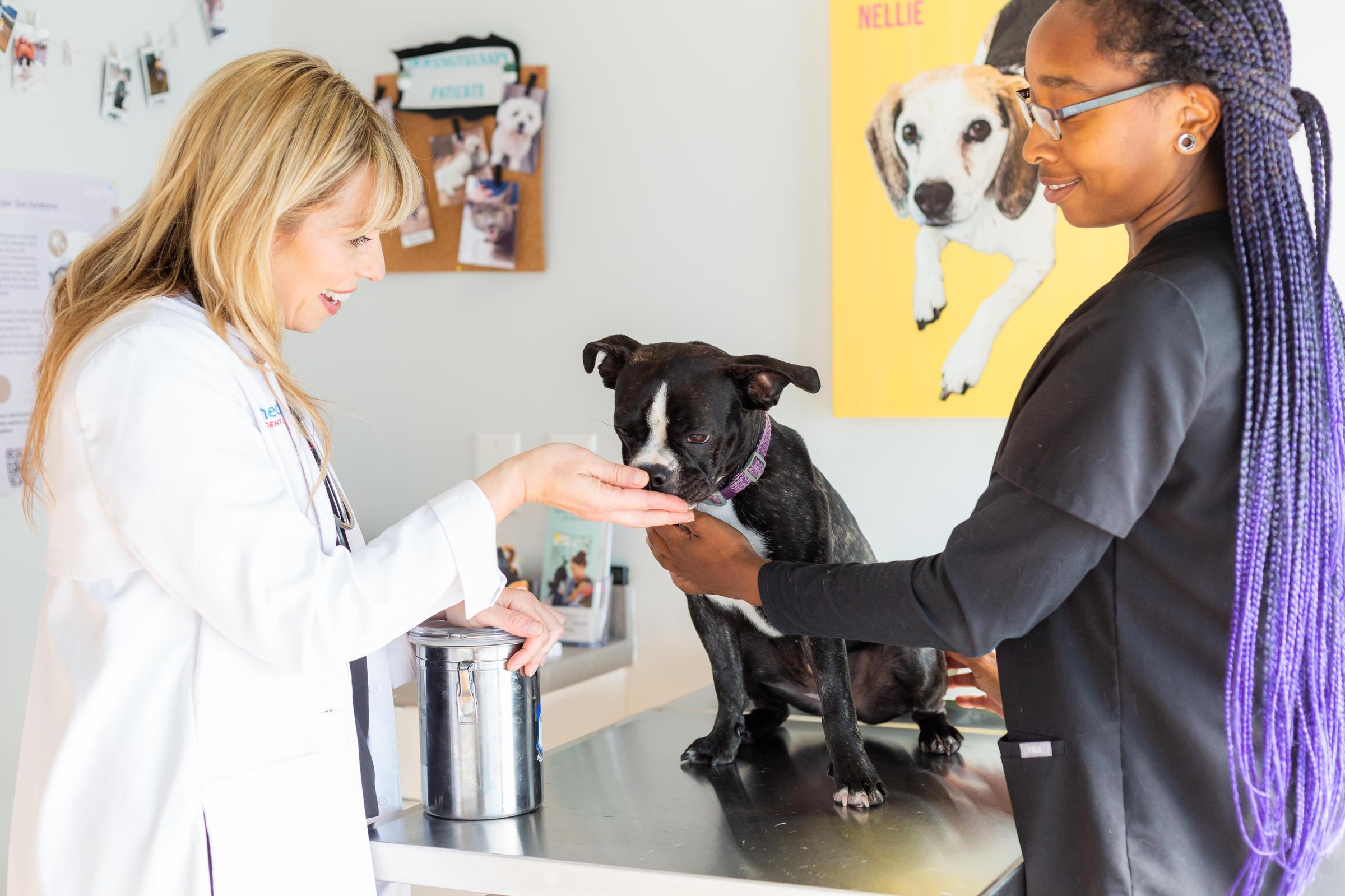 Pet Friendly PetMedic Urgent Care Vet Clinic - Watertown