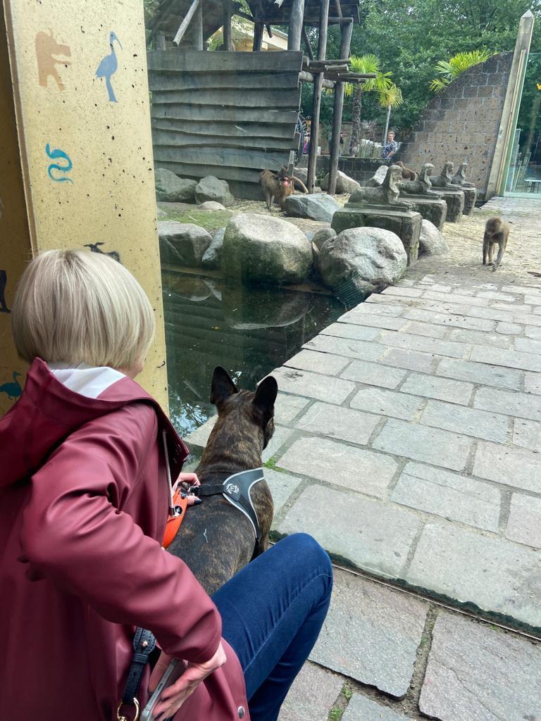 Pet Friendly Amersfoort Zoo