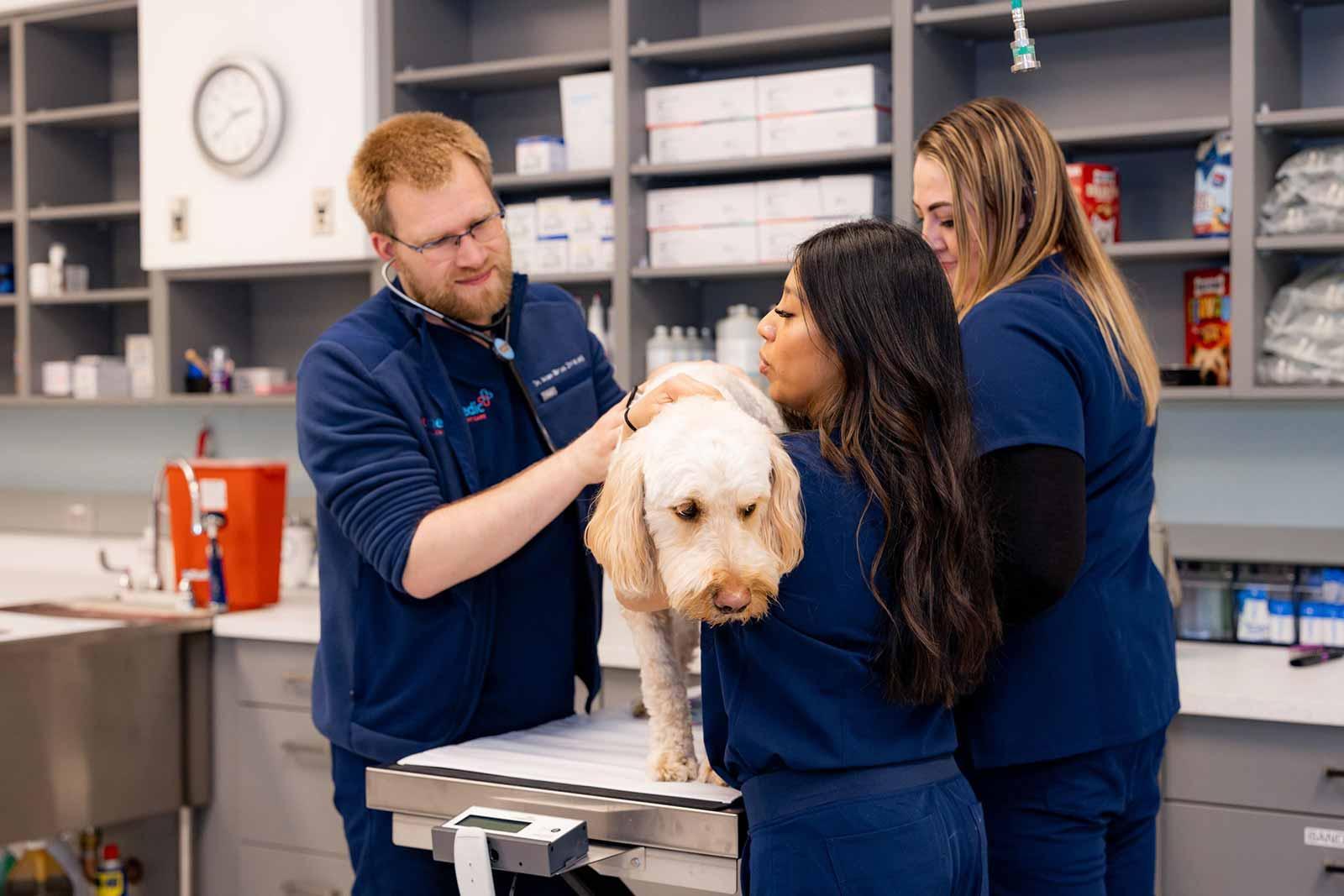 Pet Friendly PetMedic Urgent Care Vet Clinic - Peabody